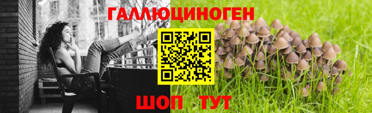 Псилоцибиновые грибы Psilocybe Светлоград